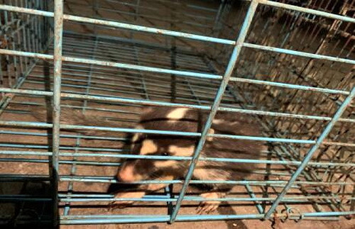 威遠縣森林公安局林區(qū)派出所及時救助國家保護野生動物.jpg