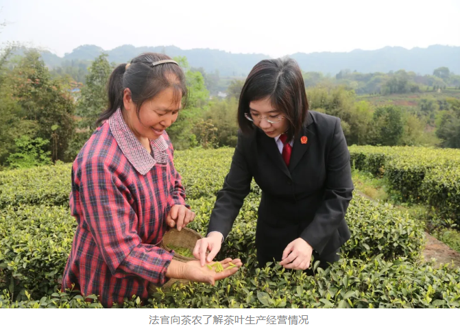 司法“灌溉” 為鄉(xiāng)村茶產(chǎn)業(yè)引來(lái)增收“活水”